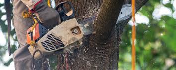 Why Choose Our Tree Removal Services in Crenshaw, MS?