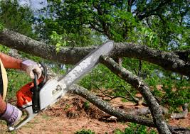 Best Tree Health Inspection  in Crenshaw, MS