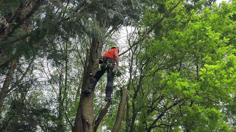 Best Hedge Trimming  in Crenshaw, MS