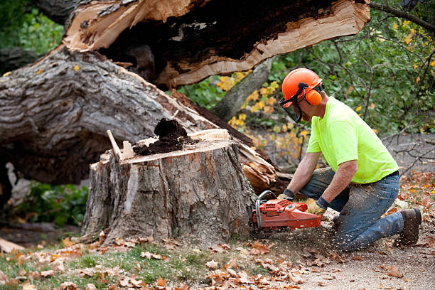 Professional Tree Services in Crenshaw, MS